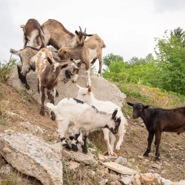 Getungar Som Leker Klipporna Får Och Getter Betar Bergsäng — Stockfoto