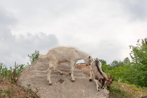 Kozí Mláďata Hrají Skále Ovce Kozy Pasoucí Horské Louce — Stock fotografie