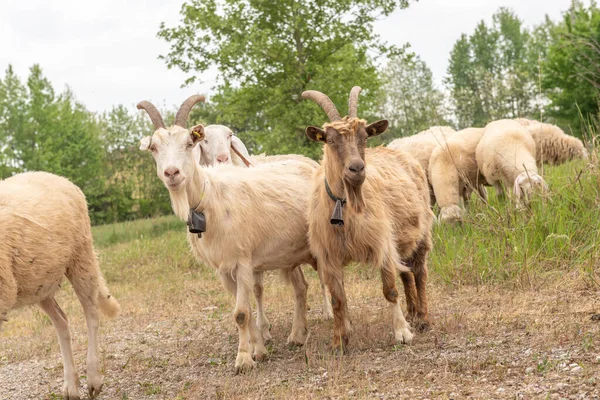 Boynuzlu Iki Keçi Otlarken Kameraya Bakıyor Otlakta Koyunlar Keçiler — Stok fotoğraf