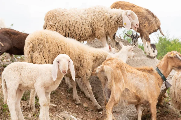 Erwachsene Schafe Mit Ihrem Jungtier Schafe Und Ziegen Weiden Auf — Stockfoto