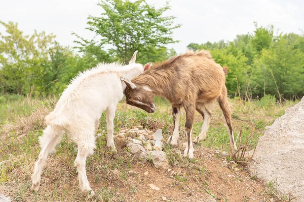 Kozí Mláďata Hrají Skále Ovce Kozy Pasoucí Horské Louce — Stock fotografie