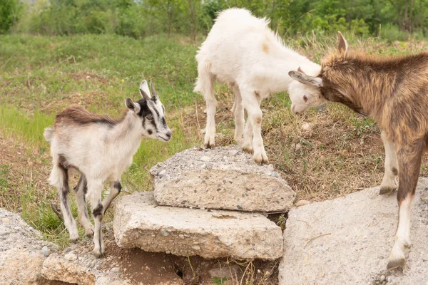 Ziegenjungen Spielen Auf Den Felsen Schafe Und Ziegen Weiden Auf — Stockfoto