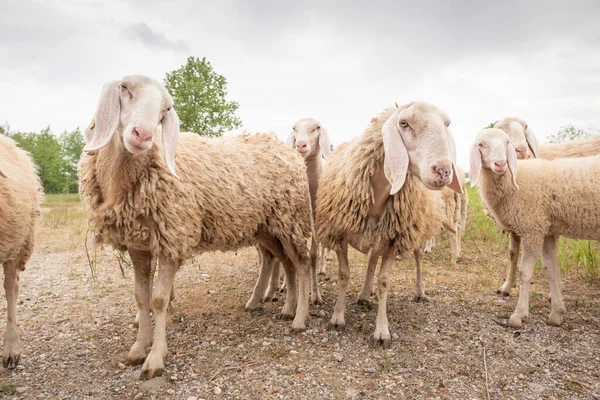 Des Moutons Blancs Regardant Devant Caméra Concept Diversité Acceptation Curiosité — Photo