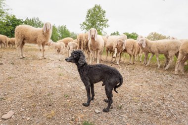 Beyaz koyun ve siyah oyuncak kaniş bize bak. Çeşitlilik, kabul ve merak kavramı