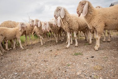 Kameranın önüne bakan beyaz koyun. Çeşitlilik, kabul ve merak kavramı. Farklı hayvanlar..