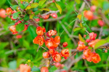 Doğanın çiçekli arka planı. Çiçekli ayva. Bahar bahçesinde canlı bir çiçek duvarı. Kırmızı ayva çiçekleri yakın plan.