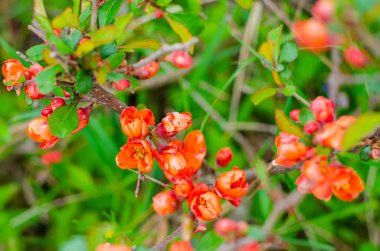 Doğanın çiçekli arka planı. Çiçekli ayva. Bahar bahçesinde canlı bir çiçek duvarı. Kırmızı ayva çiçekleri yakın plan.