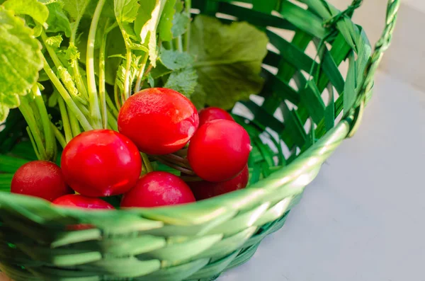 Fresh organic red radishes with green leaves in the basket. New crop of vegetables grown in the garden. Harvest 2020 — Stock Photo, Image