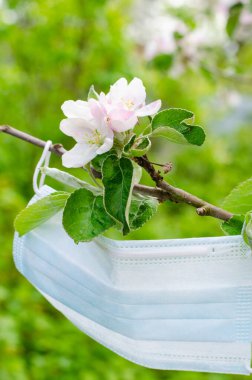 Koronavirüs salgınından dolayı karantinanın sonunun sembolü olarak çiçek açan bir dala koruyucu bir maske asılır.