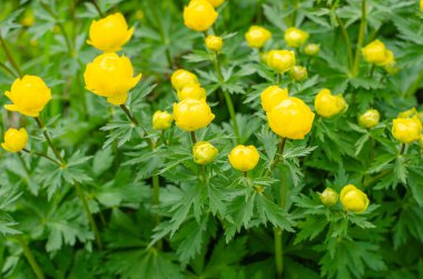Çiçek açan sarı yerküre çiçekleri veya yerküre çiçekleri. Bulanık bir arka planda bahar çiçekleri. Trollius ranunculinus