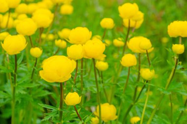 Çiçek açan sarı yerküre çiçekleri veya yerküre çiçekleri. Bulanık bir arka planda bahar çiçekleri. Trollius ranunculinus