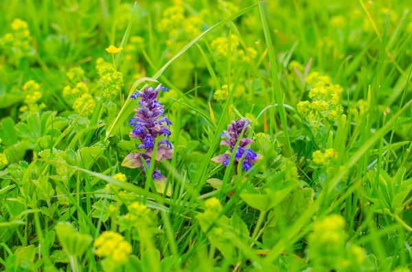 Летний луг с голубыми цветами, утренняя роса на листьях травы. Естественный фон . — стоковое фото