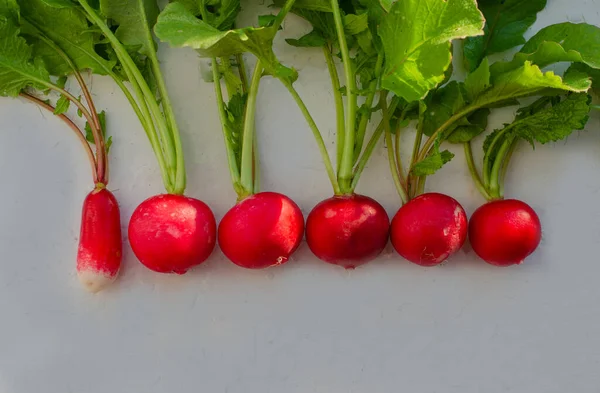 Rábanos rojos orgánicos frescos con hojas verdes en la mesa. Nueva cosecha de verduras cultivadas en el jardín. Cosecha 2020 — Foto de Stock