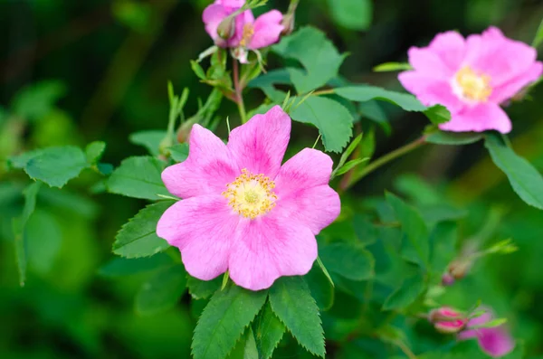 Pink Flowers of wild rose on a background of green leaves. Musim panas desa dan konsep aromatherapy. — Stok Foto