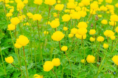 Çiçek açan sarı yerküre çiçekleri veya yerküre çiçekleri. Bulanık bir arka planda bahar çiçekleri. Trollius ranunculinus