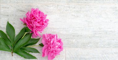 Beyaz masadaki güzel pembe şakayık çiçekleri ve metin için kopyalama alanı. En iyi manzara ve düz konsept romantizm. Pankart.