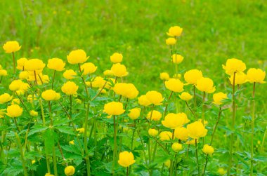 Çiçek açan sarı yerküre çiçekleri veya yerküre çiçekleri. Bulanık bir arka planda bahar çiçekleri. Trollius ranunculinus