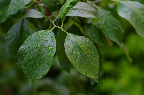 Green leafs of a tree after rain. Drops on the leaves, close-up. Selective focus, space for text. — Stock Photo, Image