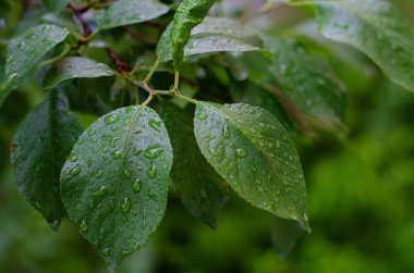Yağmurdan sonra bir ağacın yeşil yaprakları. Yaprakların üzerine damlatıyor, yakın plan. Seçici odak, metin için alan.