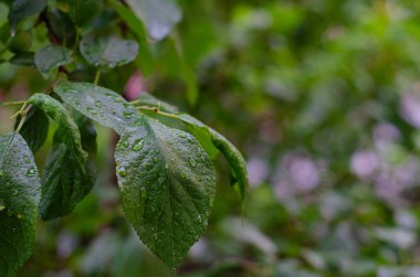 Yağmurdan sonra bir ağacın yeşil yaprakları. Yaprakların üzerine damlatıyor, yakın plan. Seçici odak, metin için alan.