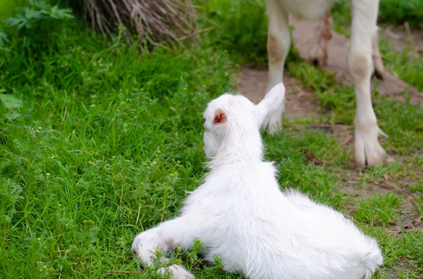 Eine neugeborene Ziege liegt auf dem Gras im Hinterhof. Bauernhof und Dorfkonzept. — Stockfoto