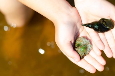 Deniz kabuğu ve taş tutan küçük bir kız. Güneşli bir yaz gününde bir çocuk gölün suyunda duruyor. Tatil kavramı.