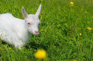 Küçük beyaz bir çocuk, yeşil çimlerin üzerinde otluyor. Parlak güneşli bir yaz günü. Evcil hayvanlar, çiftlik..