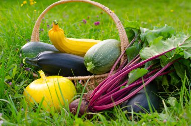 Kabak hasadı, sarı balkabağı, güneşli bir günde sepetin içine yerleştirilmiş yeşillik pancar..