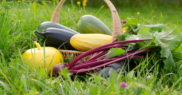Kabak hasadı, sarı balkabağı, güneşli bir günde sepete konmuş yeşillikli pancar. Pankart.