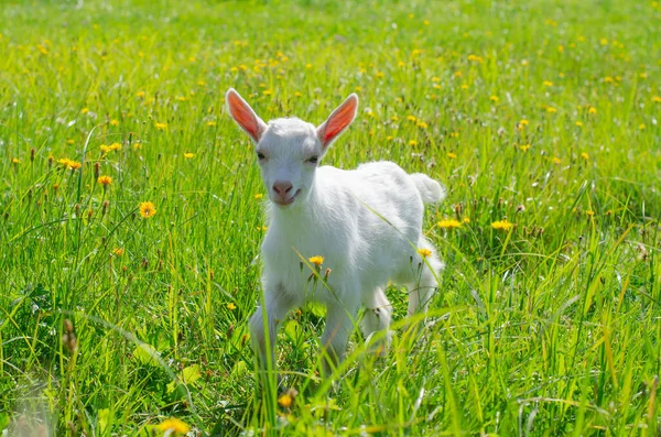 Criança branca pequena, cabra bebê pastam em um campo de grama verde. Brilhante dia de verão ensolarado. Animais domésticos para bebés, exploração agrícola. — Fotografia de Stock