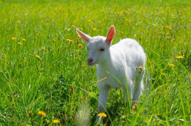 Küçük beyaz çocuk, yavru keçi yeşil çimlerde otluyor. Parlak güneşli bir yaz günü. Evcil bebek hayvanlar, çiftlik..