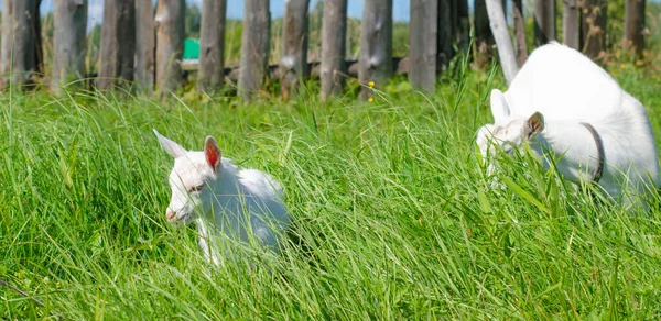 Une chèvre blanche et un petit enfant paissent dans un champ d'herbe verte. Belle journée d'été ensoleillée. Animaux domestiques, ferme. — Photo