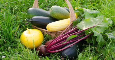 Kabak hasadı, sarı balkabağı, güneşli bir günde sepete konmuş yeşillikli pancar. Pankart.