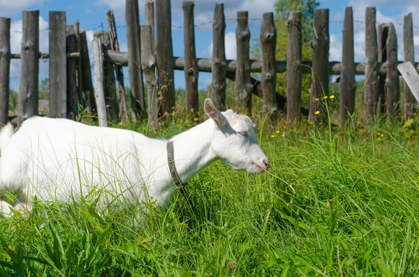White goat and a small kid graze in a field of green grass. Bright sunny summer day. Domestic animals, farm. — Stock Photo, Image
