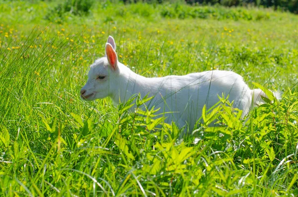 Маленький белый ребенок, козленок пасущийся на зеленой траве. Яркий солнечный летний день. Домашние животные, фермы. — стоковое фото
