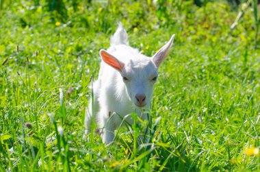 Küçük beyaz çocuk, yavru keçi yeşil çimlerde otluyor. Parlak güneşli bir yaz günü. Evcil bebek hayvanlar, çiftlik..