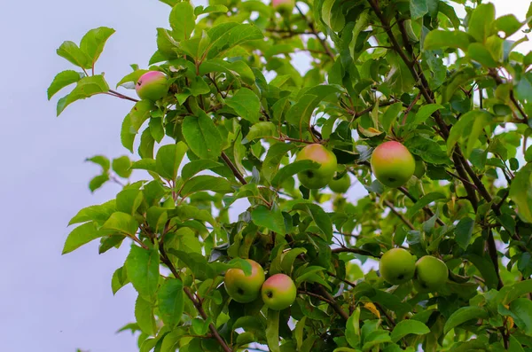 Manzana roja madura en una rama contra el cielo azul. — Foto de Stock