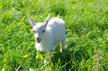 Küçük beyaz çocuk, yavru keçi yeşil çimlerde otluyor. Parlak güneşli bir yaz günü. Evcil bebek hayvanlar, çiftlik..