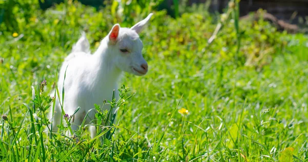 Маленький белый ребенок, козленок пасущийся на зеленой траве. Яркий солнечный летний день. Домашние животные, фермы. Баннер. — стоковое фото