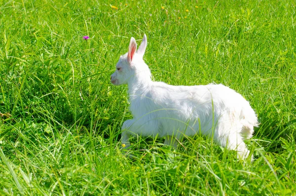Küçük beyaz çocuk, yavru keçi yeşil çimlerde otluyor. Parlak güneşli bir yaz günü. Evcil bebek hayvanlar, çiftlik..