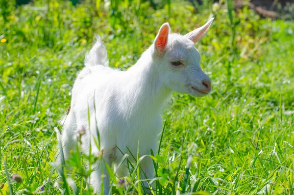 Small white kid, baby goat graze in a field of green grass. Bright sunny summer day. Domestic baby animals, farm. — Stock Photo, Image