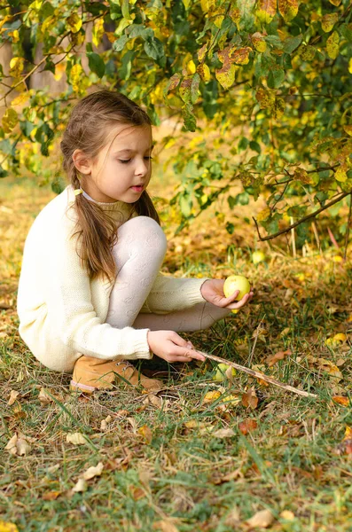 하얀 뜨개질 드레스를 입은 소녀는 떨어진 사과를 집는다. 가을 수확 개념. — 스톡 사진