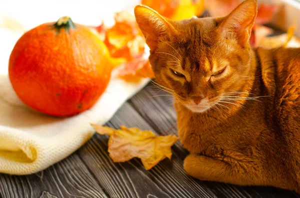 Gato naranja y calabaza natural sobre una mesa de madera con hojas de arce rojo y amarillo caído. — Foto de Stock