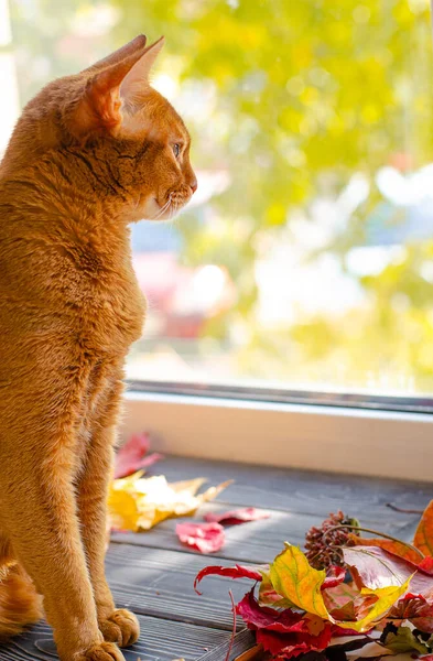 Chat abyssinien couleur orange assis sur le rebord de la fenêtre et regardant par la fenêtre avec des feuilles jaunes tombées à l'automne. Photos De Stock Libres De Droits