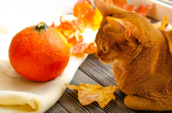 Orange cat and natural pumpkin on a wooden table with fallen yellow and red maple leaves.