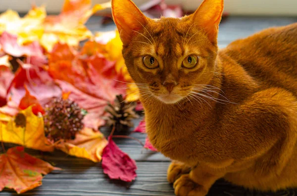 Abisinio gato de color naranja sentado en el alféizar de la ventana con otoño caído hojas amarillas. — Foto de Stock