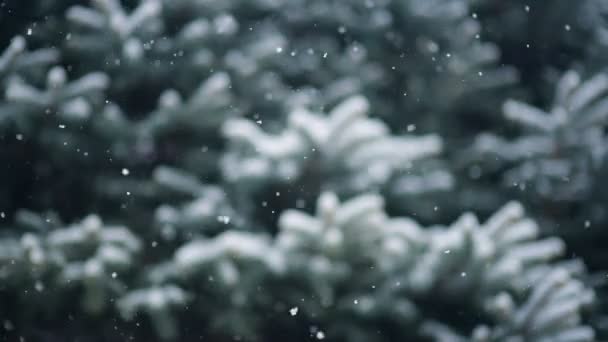 Nieve cae lentamente sobre el fondo de un árbol de Navidad o pino . — Vídeos de Stock