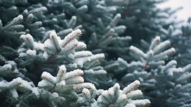 Snön faller sakta mot bakgrund av en julgran eller furu. — Stockvideo