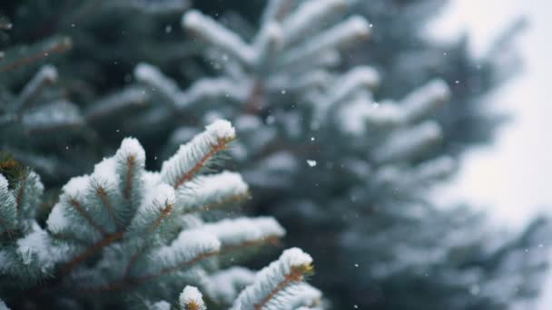 Nieve cae lentamente sobre el fondo de un árbol de Navidad o pino . — Vídeo de stock