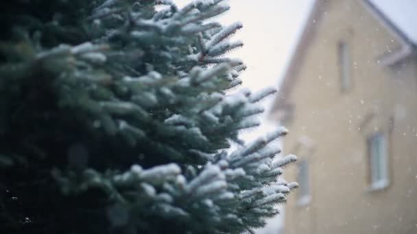 Neve cade lentamente sullo sfondo di un albero di Natale o pino . — Video Stock